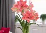 开云体育在线-包含奥地利队轻取波兰队，奥恰洛夫惊艳四座的词条